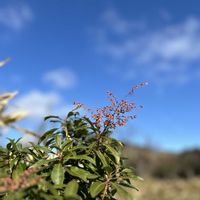 紅葉,馬酔木(アセビ）,山野草,紅葉（こうよう）,スマホ撮影の画像