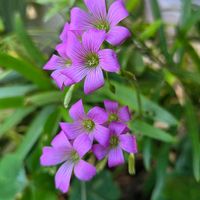 ムラサキカタバミの画像