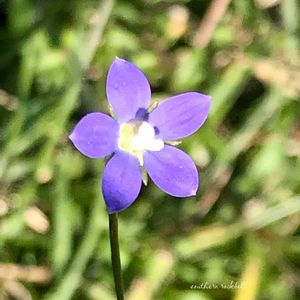 芝生,ヒナギキョウ,ヒナギキョウ,ヒナギキョウ,ヒナギキョウの画像