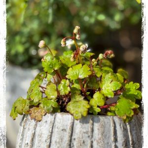 ダイモンジソウ,モミジ,磯菊,大文字草,ミニ盆栽の画像