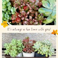 オーロラ,オパリナ,高砂の翁,多肉植物いろいろ,カンテの画像