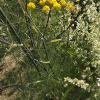 フェンネル,宿根草,ハーブ,ガーデニング,庭の画像