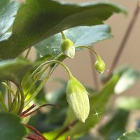 アメリカンブルー,クレマチス,クレマチス シルホサ ジングルベル,ガーデニング,花のある暮らしの画像