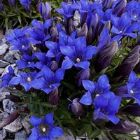 アスター,リンドウ,リンドウ,キツネノマゴ,秋の花の画像