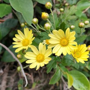 無農薬,菌ちゃん農法,家庭菜園,畑の画像