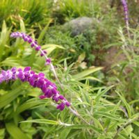 サルビア,セージ,宿根草,ハーブ,ガーデニングの画像