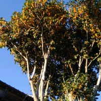 金木犀,枇杷,庭の花木と果樹の剪定の画像