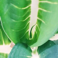 ディフェンバキア,ディフェンバキア新芽,今年最後の新芽？の画像