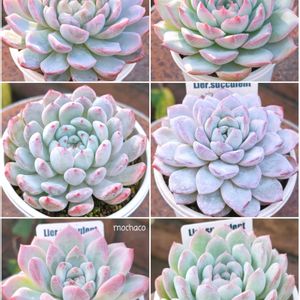 ブルーベリー,リトープス,五十鈴玉,カンテ,マチルダの画像