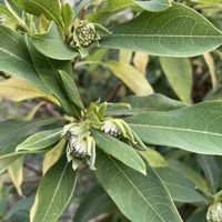 ミツマタ,花のある暮らし,蕾発見！,秋を楽しむ,平和を願う☆の画像