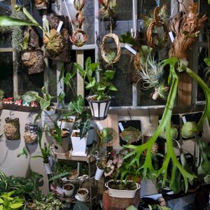 ジャングル化計画,玄関アプローチの画像