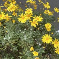 アルストロメリア,アルストロメリア,ススキ,ススキ,フヨウの画像