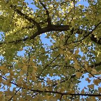 マンリョウ,マンリョウ,モミジ,モミジ,モミジの画像