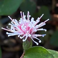 ウメモドキ,ムラサキシキブ,リンドウ,十月桜,ヨシの画像