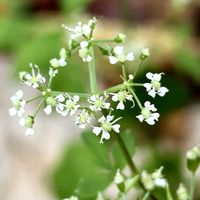 マツバギク,ハキダメギク,ヤマゼリ,ヤマゼリ,民家の庭の画像