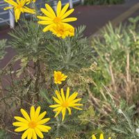 ユリオプスデージー,ユリオプスデージー,カラテア,カラテア,桔梗の画像