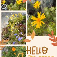 ウインターコスモス,キンモクセイ,サルビア・アズレア,ユリオプスデージー,多肉植物の画像