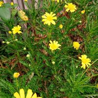 パイナップル,ユリオプスデージー,ユリオプスデージー,台湾パイナップル,台湾パイナップル密微笑の画像