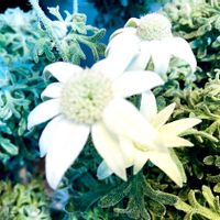 フランネルフラワー,フランネルフラワー エンジェルキュート,フランネルフラワー エンジェルキュート,清楚,インテリアグリーンの画像