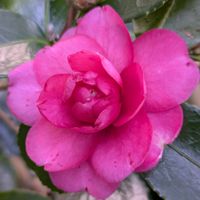 ツバキ,ツバキ,インドボダイジュ,インドボダイジュ,オオオニバスの画像