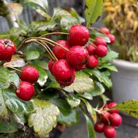 リンドウ,サンザシ,ルビーサンザシ,竜胆（りんどう）,ルビーサンザシの花，の画像