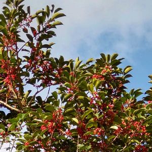 ナツツバキ,クロガネモチ,いつもの散歩道,世界平和,被災地にエールを…。の画像