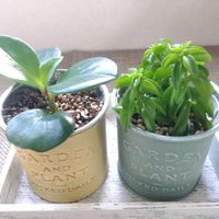 ペペロミア ニパドラ,ペペロミア ニパドラ,ペペロミア オブツシフォリア,ペペロミア オブツシフォリア,観葉植物の画像