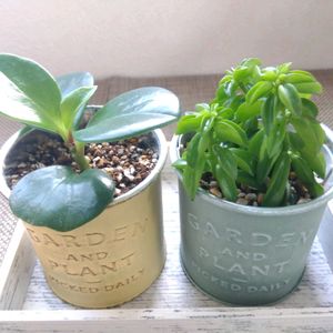 ペペロミア ニパドラ,ペペロミア ニパドラ,ペペロミア オブツシフォリア,ペペロミア オブツシフォリア,観葉植物の画像