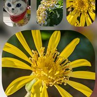 キク,ツワブキ,フランネルフラワー,ランタナ,パンジーの画像