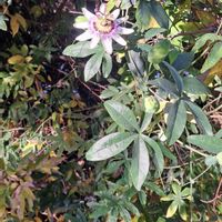 トケイソウの画像