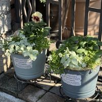 アリッサム,ラミウム,パンジー　キューティーハート,パンジー　アルバルーチェ,花日和オリジナルパンジー「アルバルーチェ」の画像