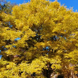 エノキ,エノキの実・,榎木　えのき,エノキ木肌,お散歩の画像