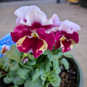 レインボーウェーブ マーメイド,一輪挿し,うえたコレクション,にゃんにゃん祭り,レインボーウェーブARBの画像