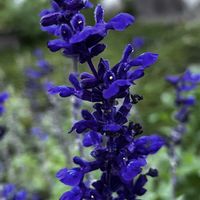 サルビア ファリナセア(ブルーサルビア),サルビア ファリナセア(ブルーサルビア),花のある暮らし,お花を楽しむの画像