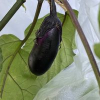 ナス,ベランダの画像