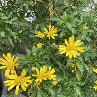 マツバギク,マンデビラ,ユリオプス デージー,桔梗（ききょう）,今を生きるの画像