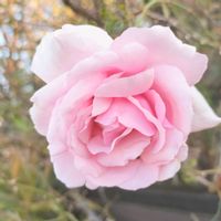 つるバラ 羽衣,つるバラ,四季咲き,秋バラの画像