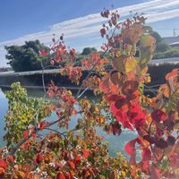 ナンキンハゼ,花散歩,素敵な出会い,季節を楽しむ,胸キュンの画像