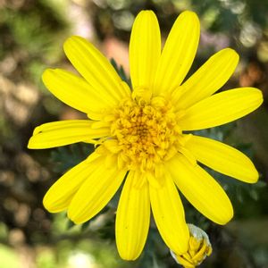 手作り,バラ科,今日のお花,素敵な花壇,大島小松川公園の画像