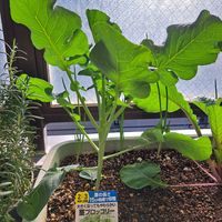 イタリアンパセリ,茎ブロッコリー,いちご　とよのか,いちご　よつぼし,クキッコリーの画像