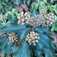 カクレミノの画像