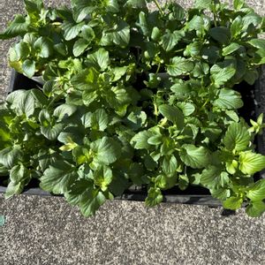 パンジー,花が好き,無農薬❤家庭菜園,野菜が好きの画像