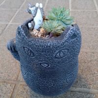 ファンファーレ,ファンファーレ,野兎,野兎,クリスマスローズ ニゲルの画像