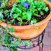 パンジー,プミラ,寄せ植え,青い花,ビオラ・パンジーの画像