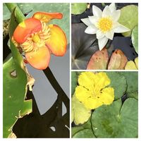 アサザ,ヒツジグサ,ベニコウホネ,花撮りドライブ,園内花撮り散歩の画像