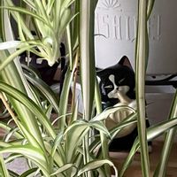 スパティフィラム,オリヅルラン,晴れた日,ニャンニャン祭り,こんな風景が好きの画像