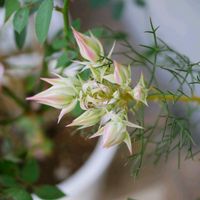 セルリア,福岡,備忘録,つぶやき,花のある暮らしの画像