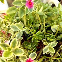 ポーチュラカ,一期一会,ＧＳの繋がりに感謝✨,ｺﾒﾝﾄ、ｲｲﾈ(୨୧•͈ᴗ•͈)◞ᵗʱᵃᵑᵏઽ*♡,仲良しリレー( 〃▽〃)の画像