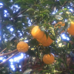 柚子,柚子,ゆず,トキワサンザシ,トキワサンザシの画像