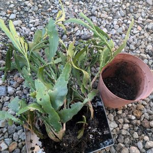 月下美人,花壇,広い庭,テラス,家庭菜園の画像